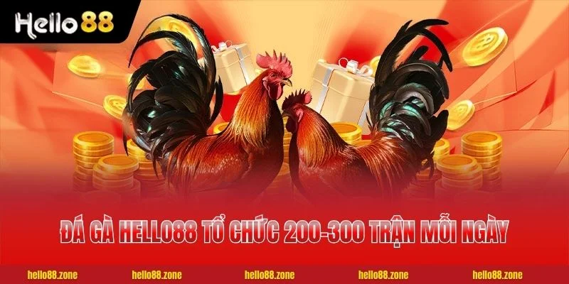 1 ĐÁ GÀ HELLO88 Đá Gà HELLO88 tổ chức 200-300 trận mỗi ngày